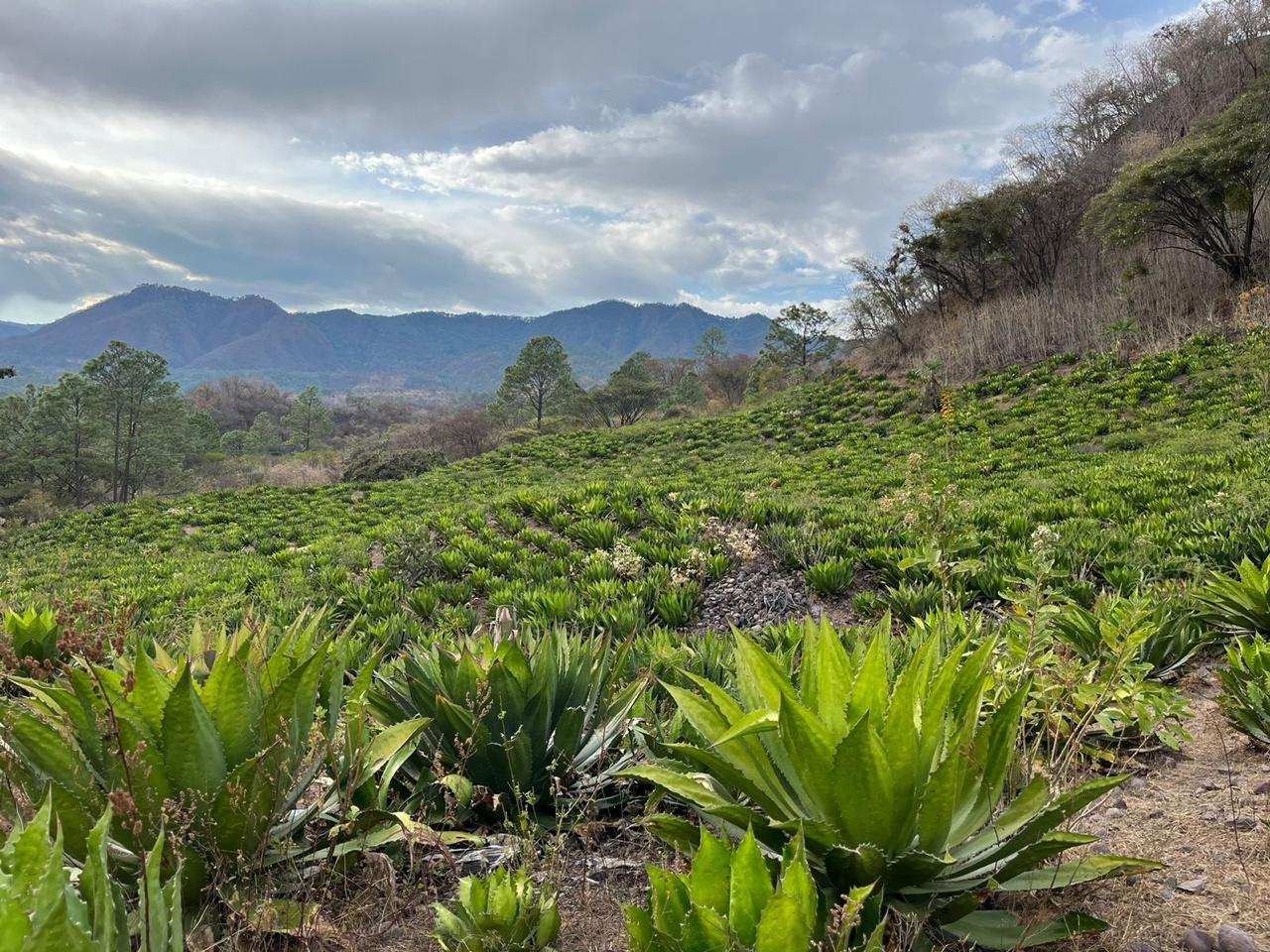 Campo de agaves en Michoacán